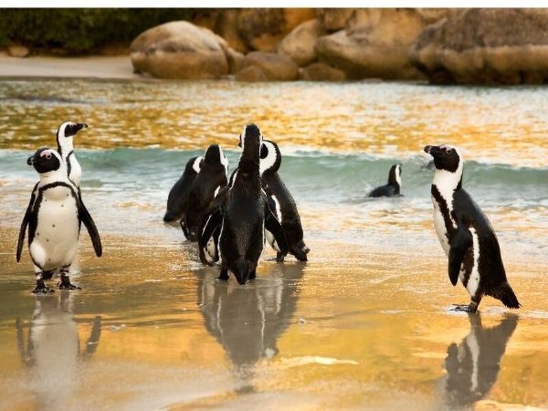 Güney Afrika Serüveni Türk Hava Yolları ile 6 Gece CPT - JNB 2026 Dönemi