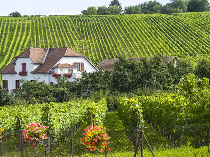 Comfort Alsace İsviçre Turu Türk Hava Yolları ile 3 Gece Ekstra Turlar Kasım Ara Tatil Dönemi BSL-BSL 