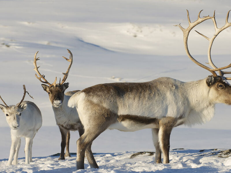 Comfort Lapland Turu Türk Hava Yolları ile 3 Gece (RVN-RVN) 2026 Dönemi