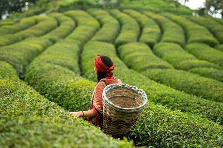 Kurban  Bayramı Özel / ^3 Gece 4 Gün / Karadeniz Yaylalar ve Batum Turu